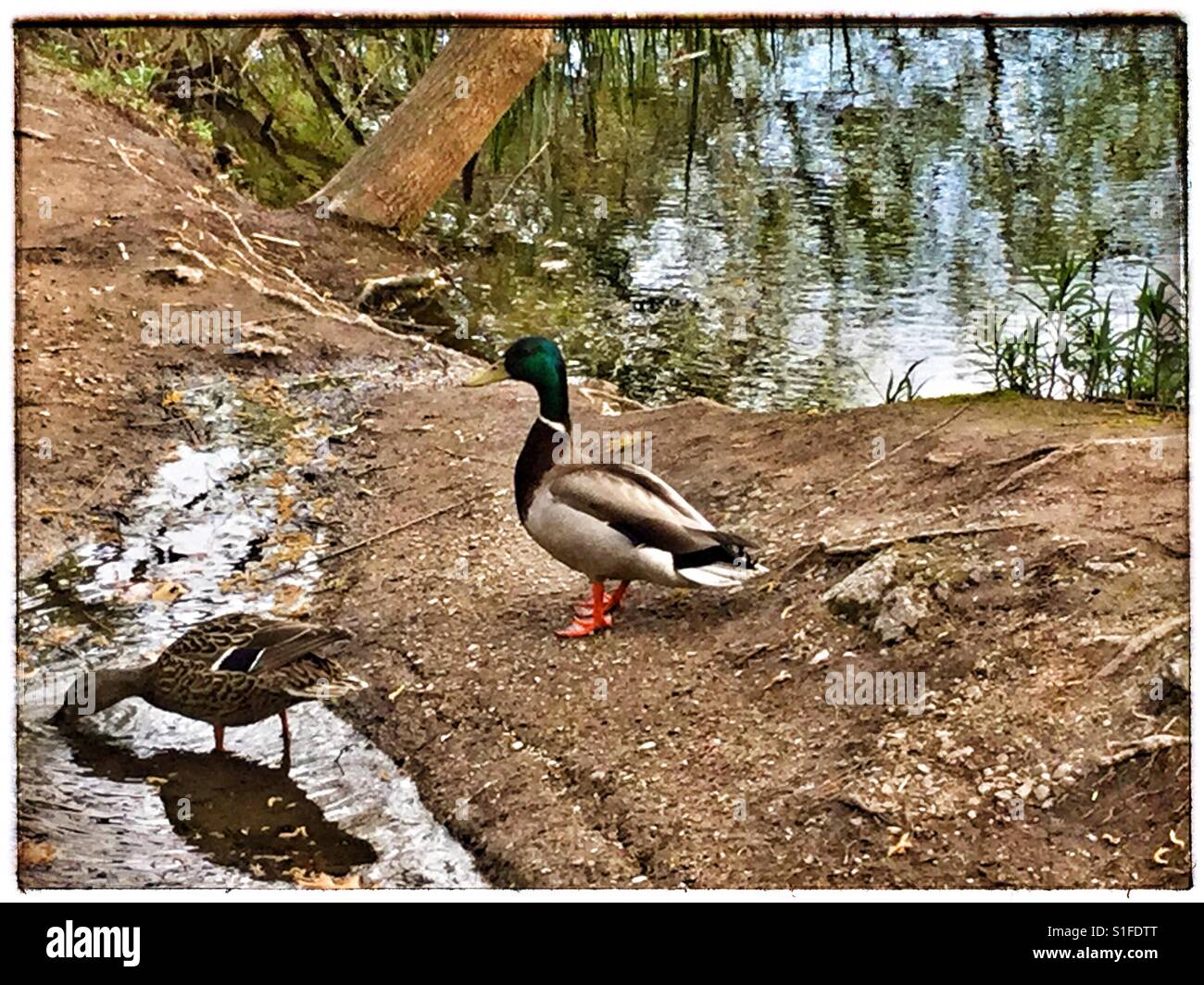 Ein paar Enten heraus für einen Spaziergang. Stockfoto