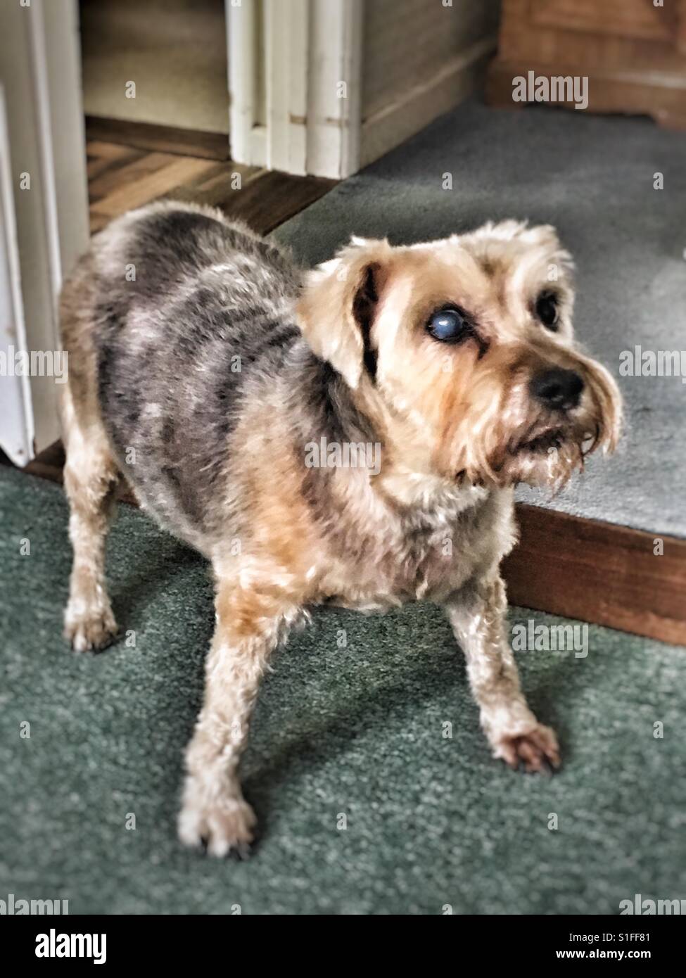 Cataract Eye Stockfotos &amp; Cataract Eye Bilder Alamy