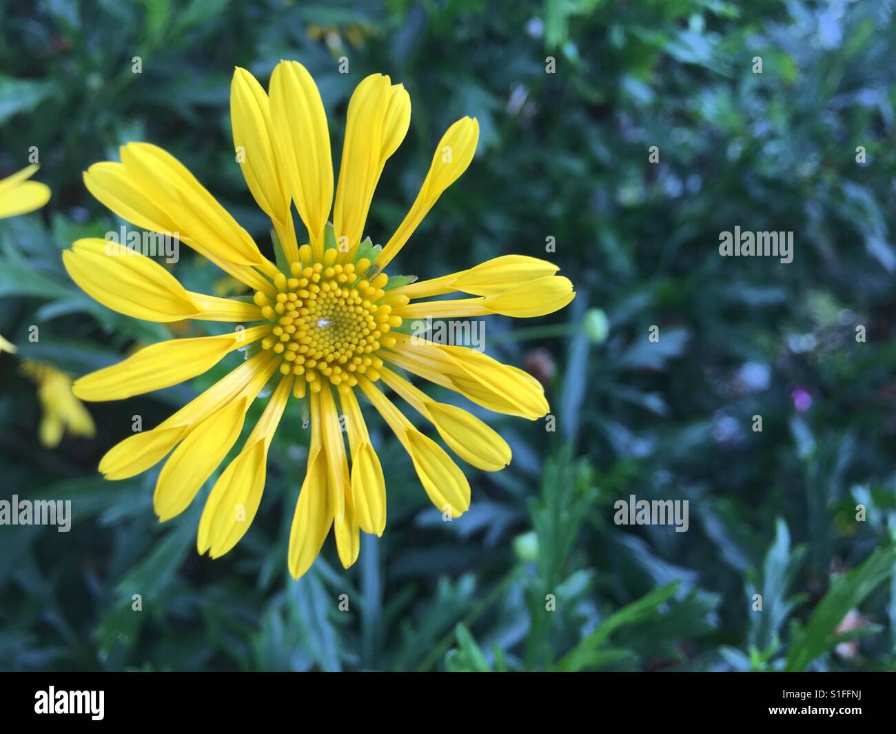 Gelbe Blume gegen grün - Smartphone-aufgenommenes Stockfoto