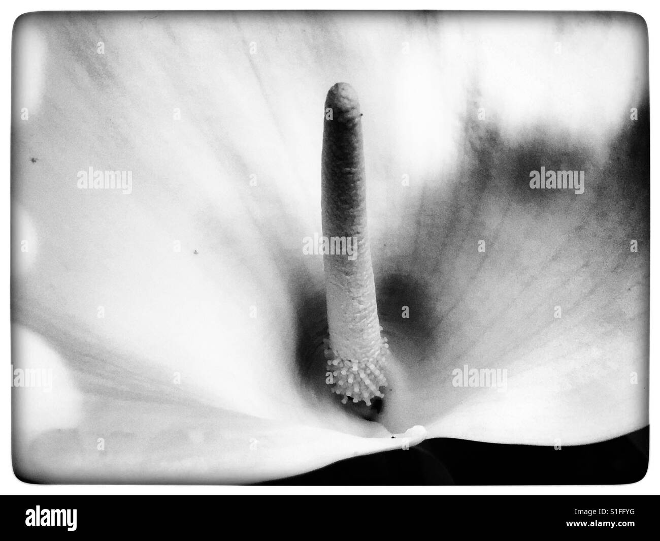 Arum-Lilie - Smartphone-aufgenommenes Stockfoto