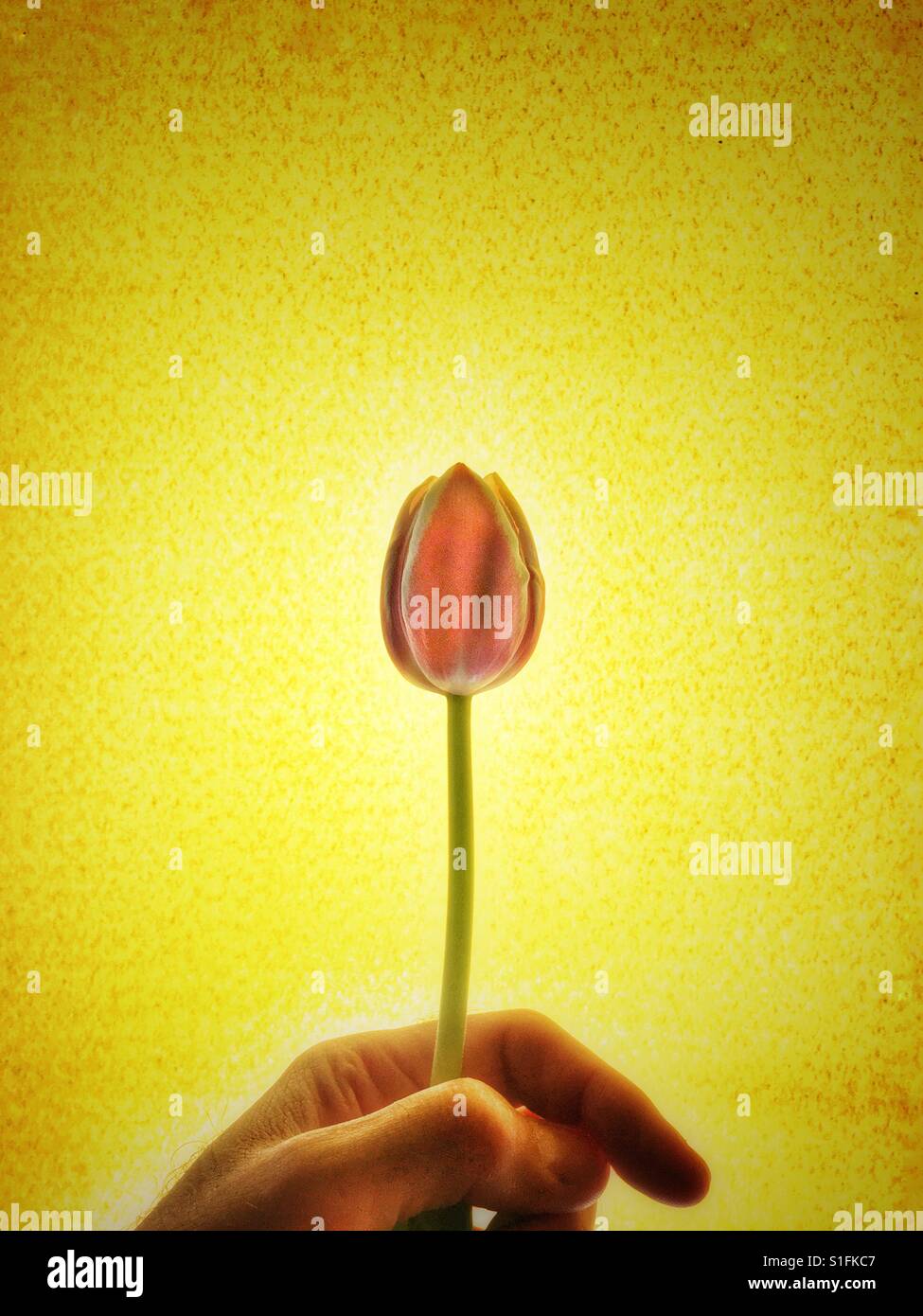 Rote Tulpe statt meine männliche Hand vor einen strukturierten Hintergrund gelb - Smartphone-aufgenommenes Stockfoto