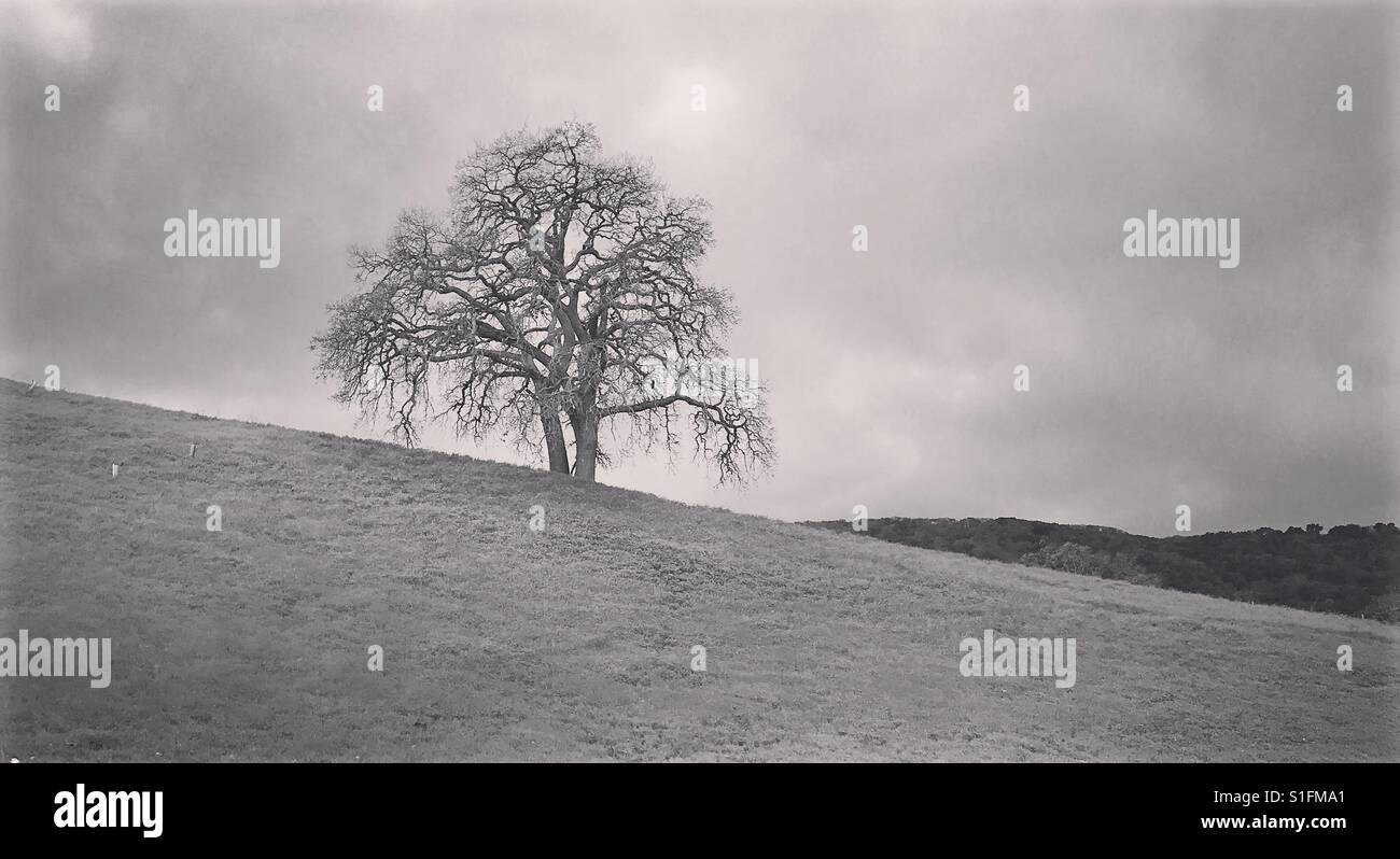 Einsamer Baum auf California highway - Smartphone-aufgenommenes Stockfoto