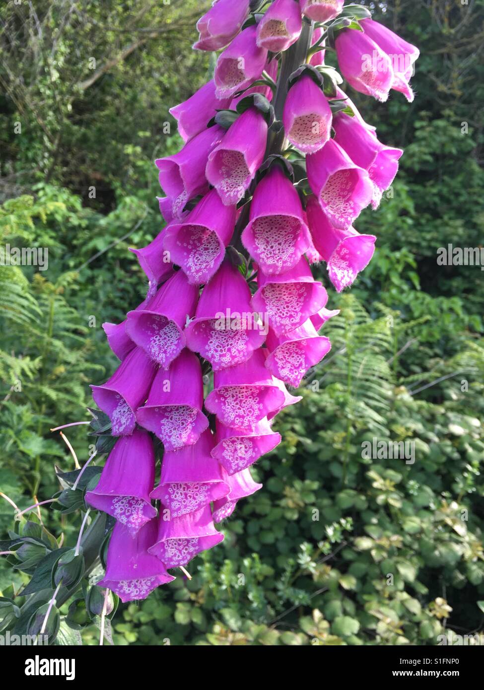 Fingerhut Cluster von Blumen in Wild auf Kanal Insel Guernsey in England im Mai 2017 - Smartphone-aufgenommenes Stockfoto