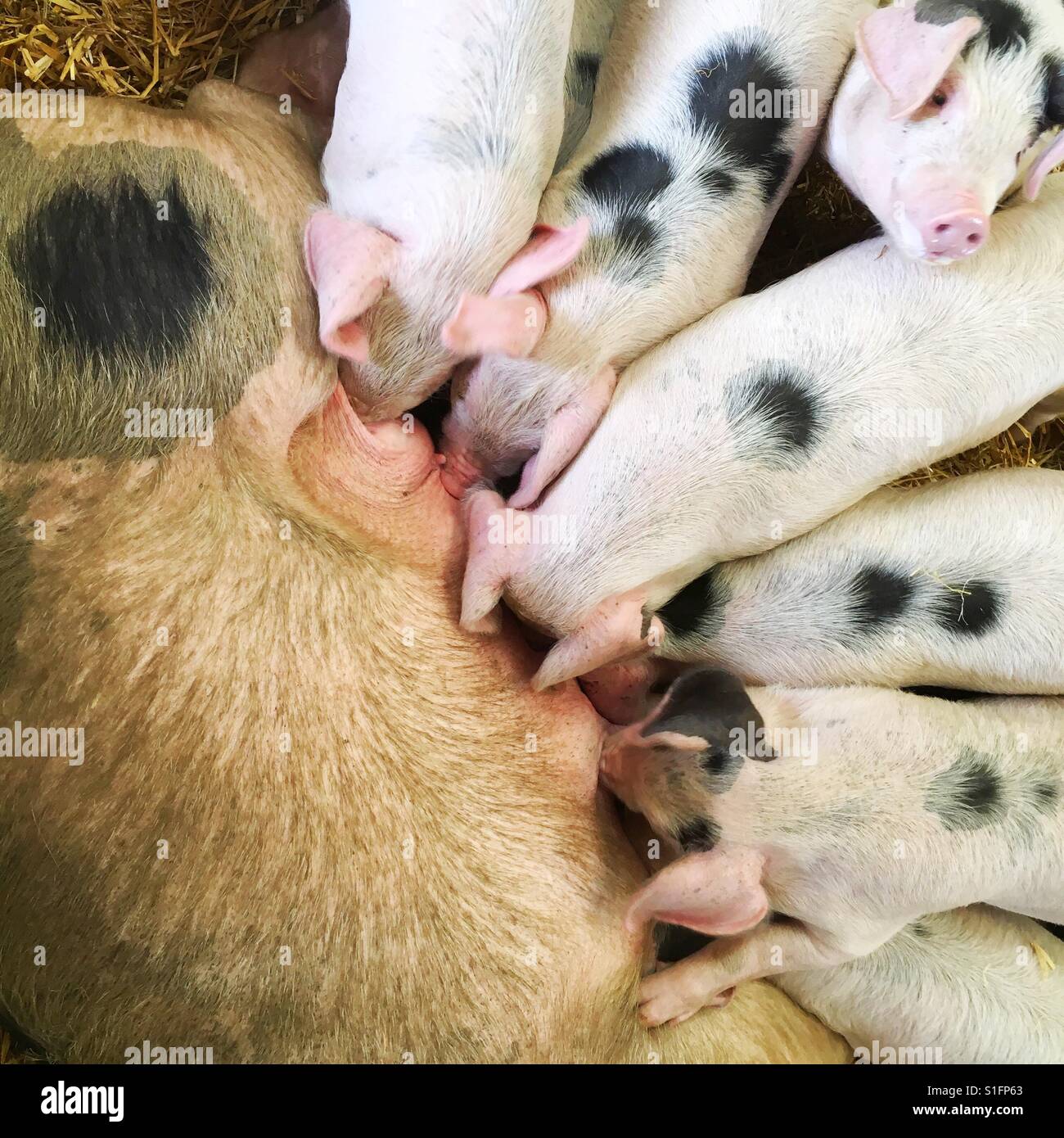 Ferkel füttern von einem Mutterschwein Sau - Smartphone-aufgenommenes Stockfoto