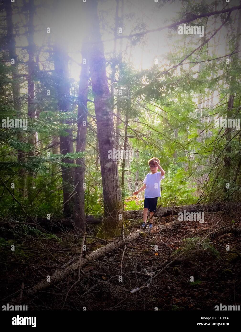 Ein sieben Jahre alter Junge üben seine Balance zu Fuß über einen umgestürzten Baum im Wald. Stockfoto