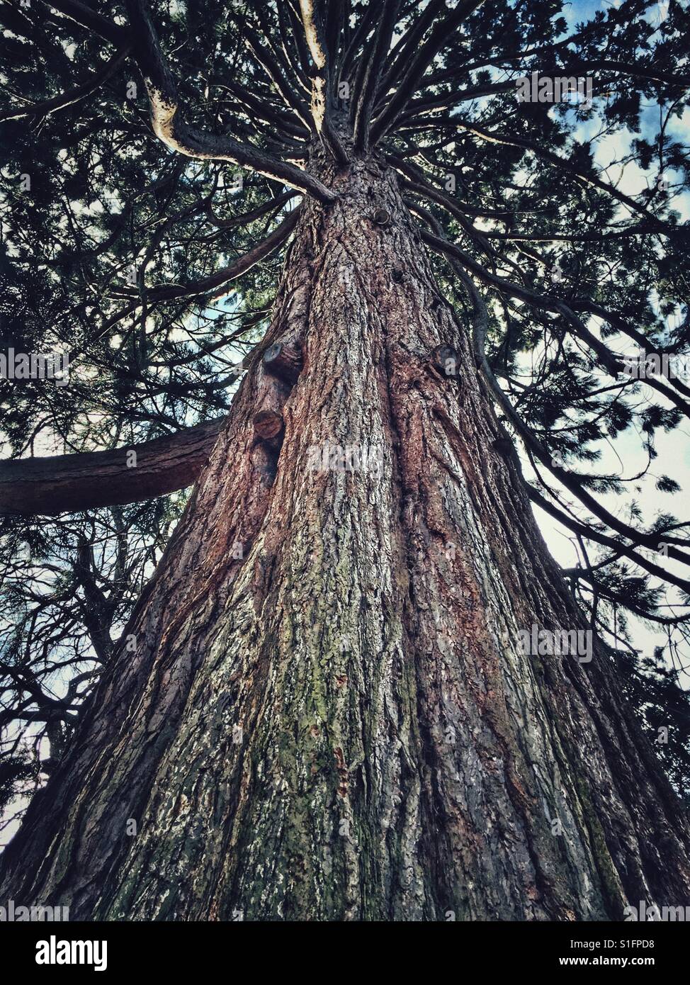 Coast Redwood-Baum im Windsor Great Park, UK Stockfoto