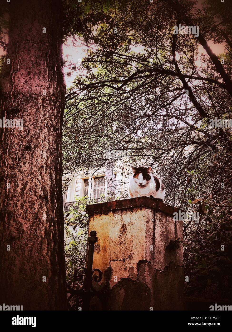 Schläfrige Katze in einem verlassenen Herrenhaus Stockfoto