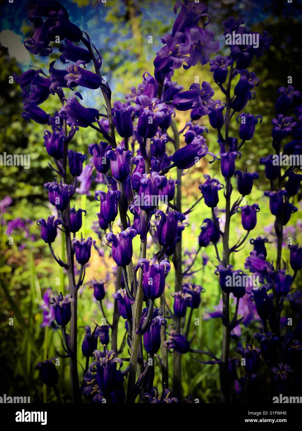 Ein Cluster von Glockenblumen, fotografiert in einem Wald in Norfolk uk Stockfoto