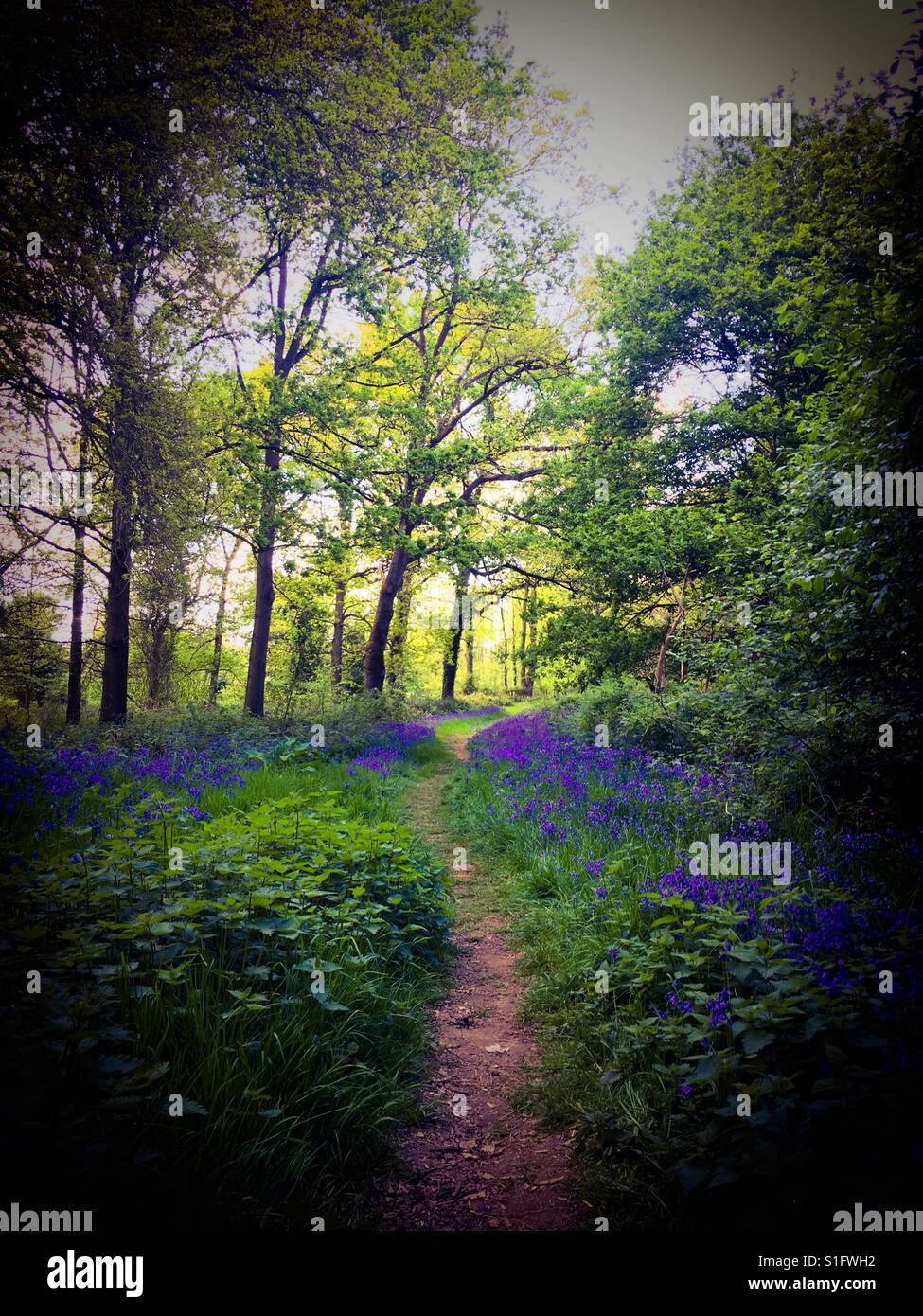 Ein Pfad, gesäumt von Glockenblumen, fotografiert in einem Wald in Norfolk, Großbritannien Stockfoto