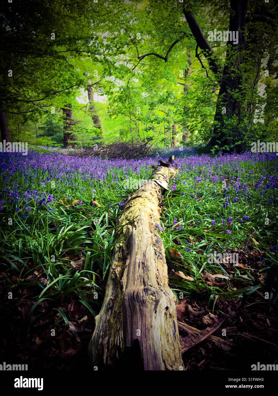 Bluebell Wald in Norfolk, Großbritannien Stockfoto