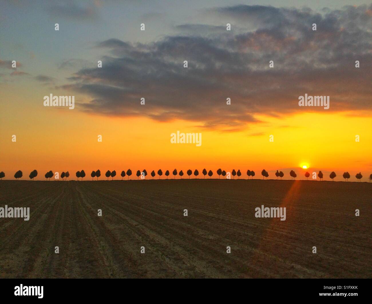 Junge schöne Bäume zwischen Feldern bei Sonnenaufgang - Smartphone-aufgenommenes Stockfoto