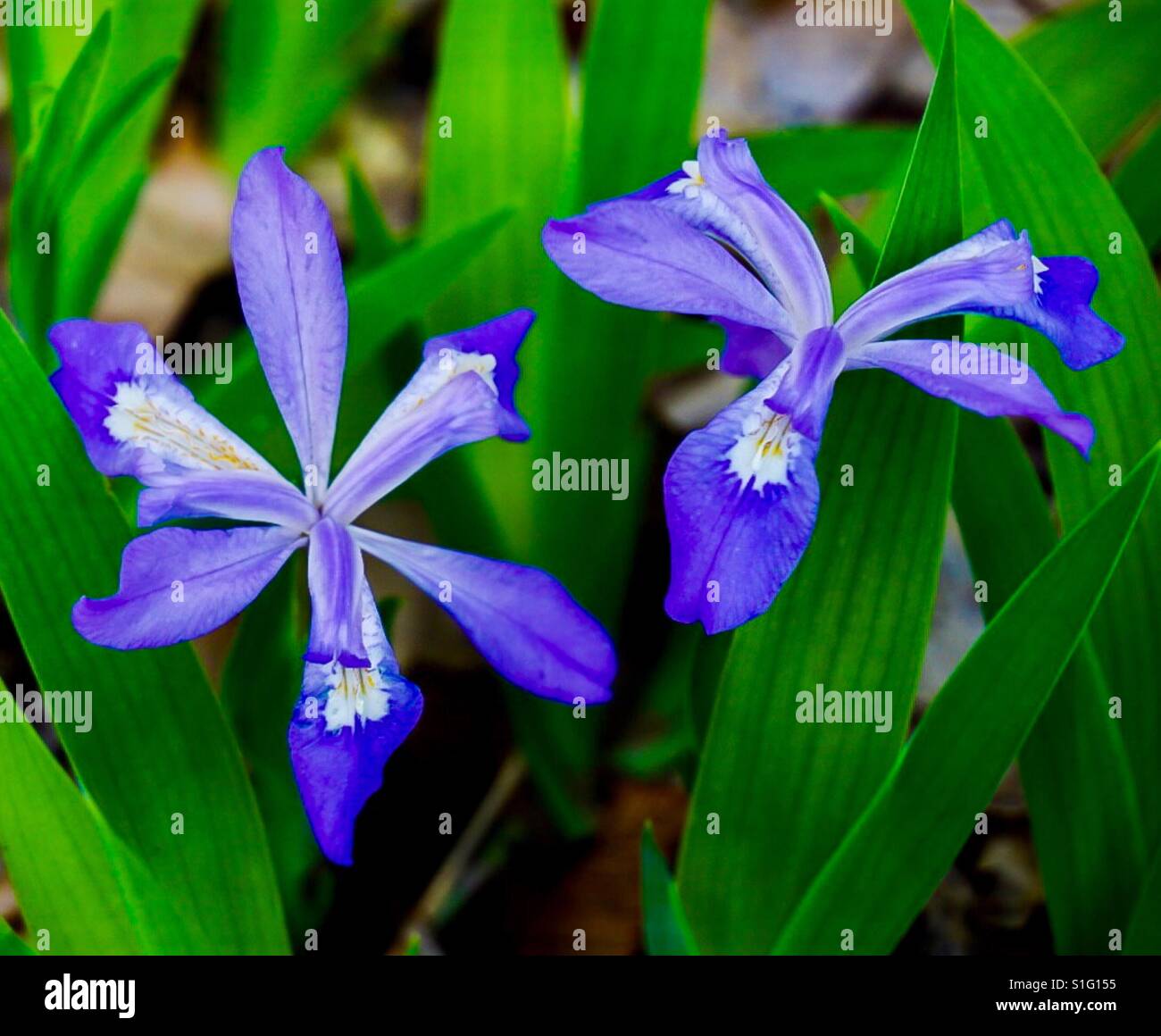 Zwerg-Iris Crested-Wildblumen Stockfoto