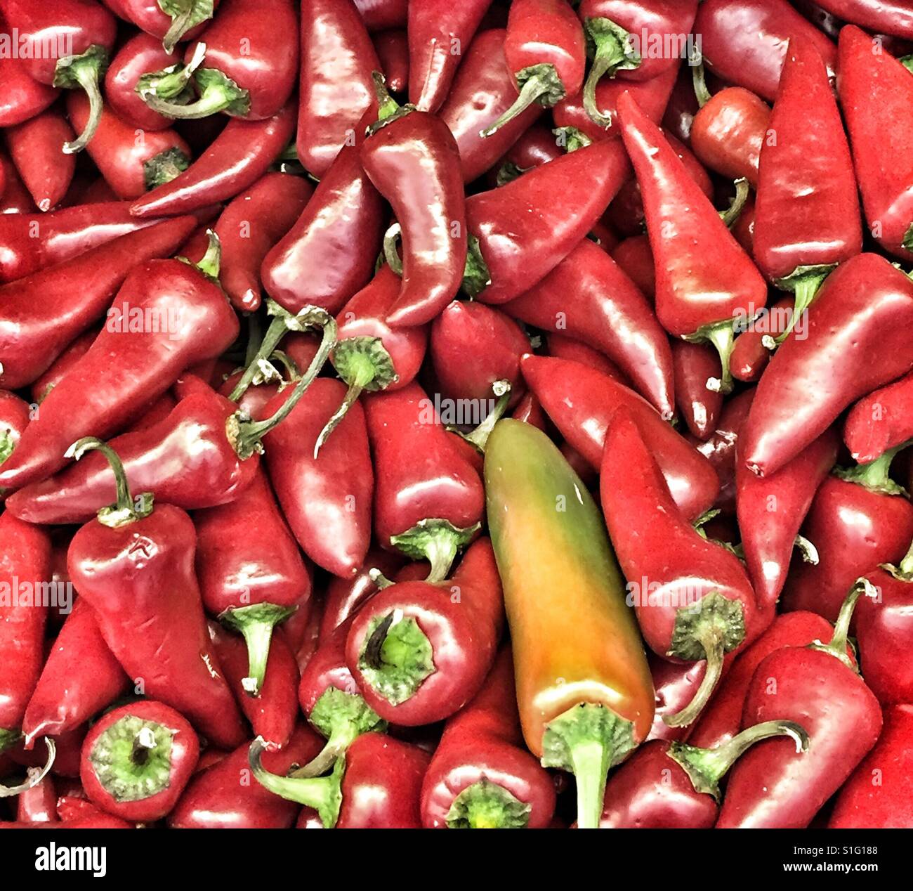 Red hot Chili Stockfoto