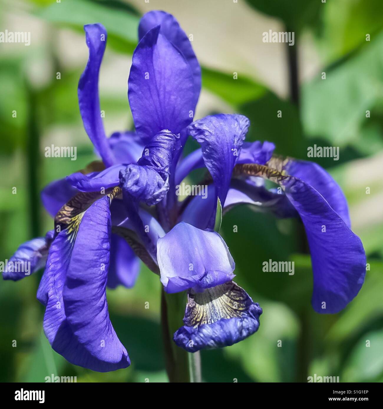 Ein enger Foto einer lila Blüte Iris Stockfoto