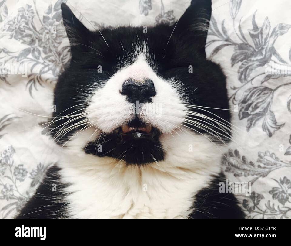 Katze mit offenem Mund schlafen Stockfotografie Alamy