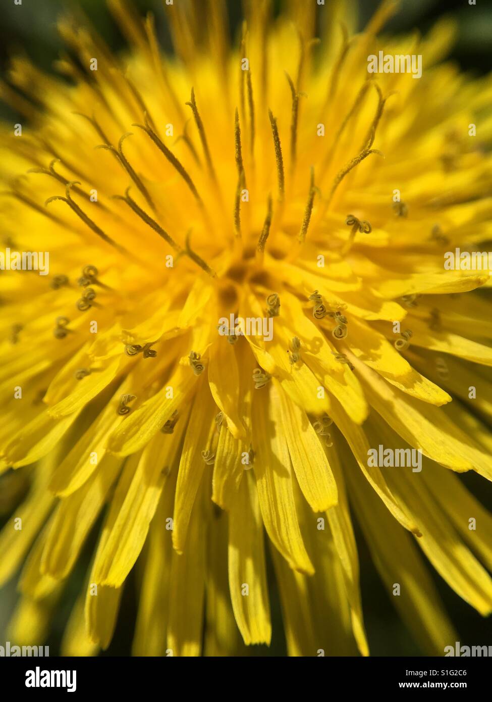 Löwenzahn Stockfoto