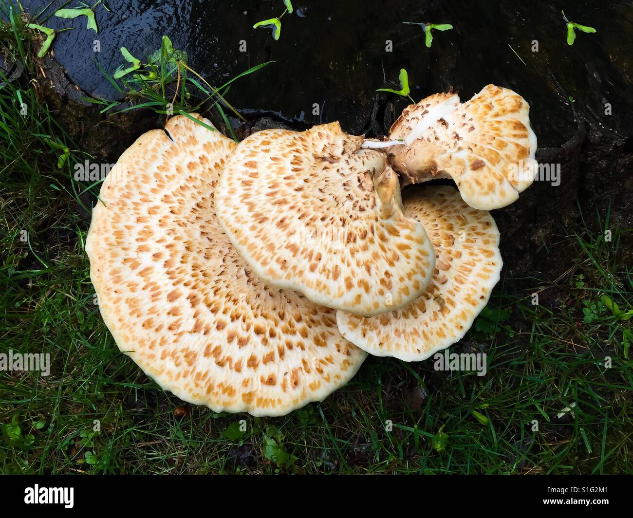 Frische Pilze an einem Baumstamm Stockfoto