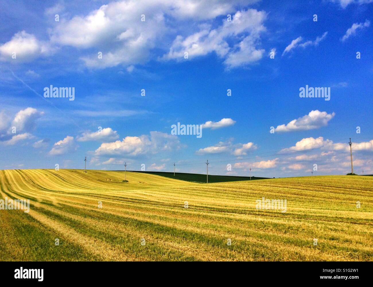 Auf dem freien Feld geerntet - Smartphone-aufgenommenes Stockfoto