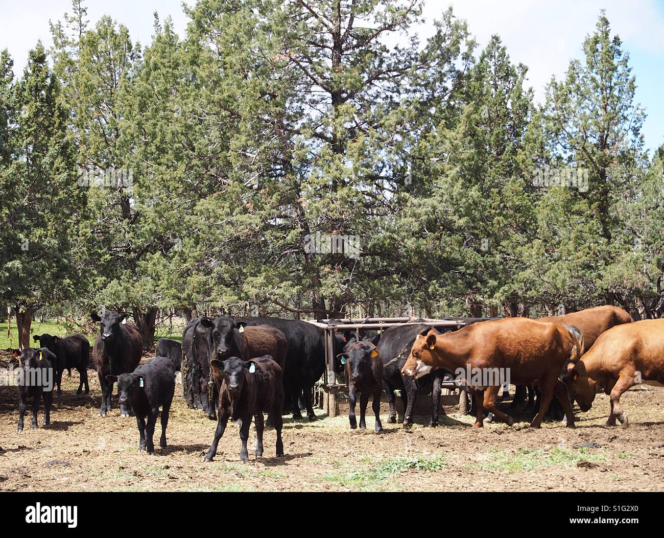 Schwarze und braune Kühe und Kälber genießen Sie ihre Mahlzeit Heu am Anleger im ländlichen Crook County in Zentral-Oregon an einem sonnigen Frühlingstag. Stockfoto