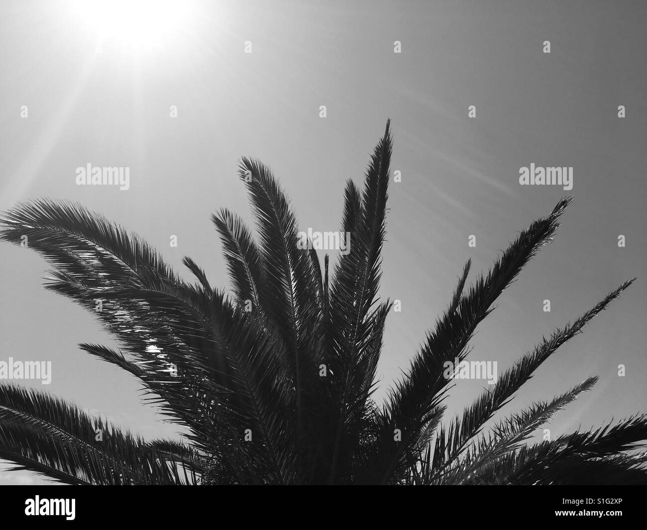 Ich Schwarzes und weißes Bild des tropischen Kokosnuss-Palme gegen den grellen Sonne Stockfoto
