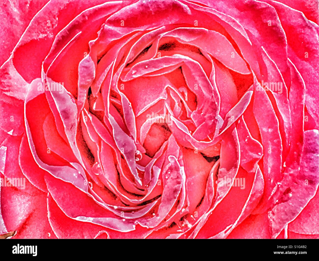 Rote rose, abstrakten detail Stockfoto