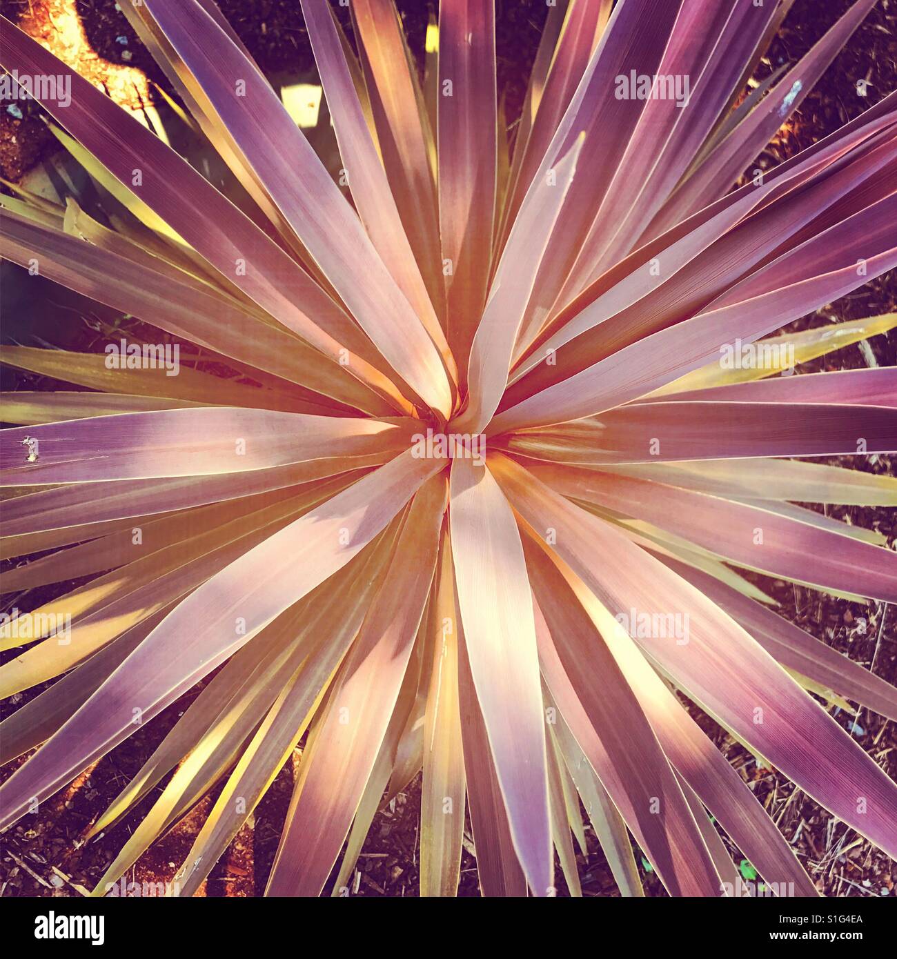 Muster in der Natur. Lila Farn Geometrie - Smartphone-aufgenommenes Stockfoto