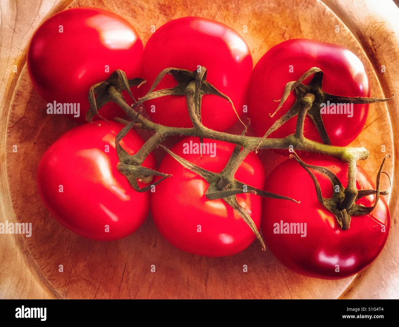 Englische Strauchtomaten - Smartphone-aufgenommenes Stockfoto