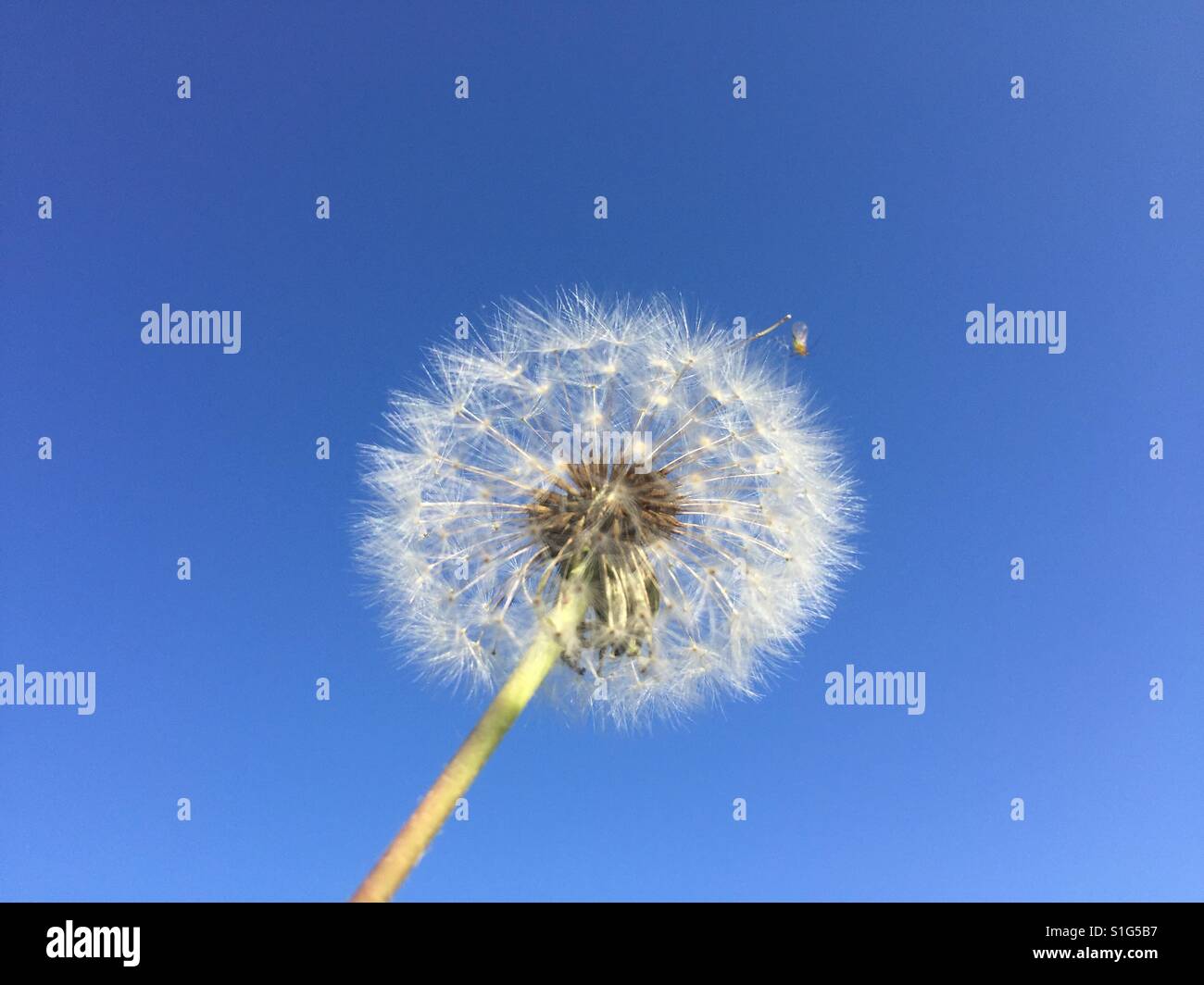 Nahaufnahme von Löwenzahn, Taraxacum platycarpum - Smartphone-aufgenommenes Stockfoto