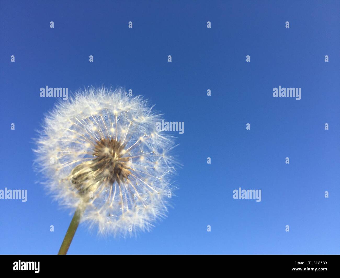 Nahaufnahme von Löwenzahn, Taraxacum platycarpum - Smartphone-aufgenommenes Stockfoto
