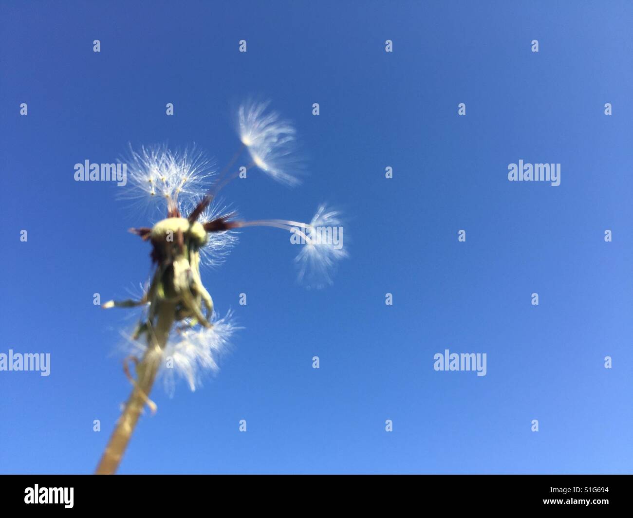 Nahaufnahme von Löwenzahn, Taraxacum platycarpum - Smartphone-aufgenommenes Stockfoto