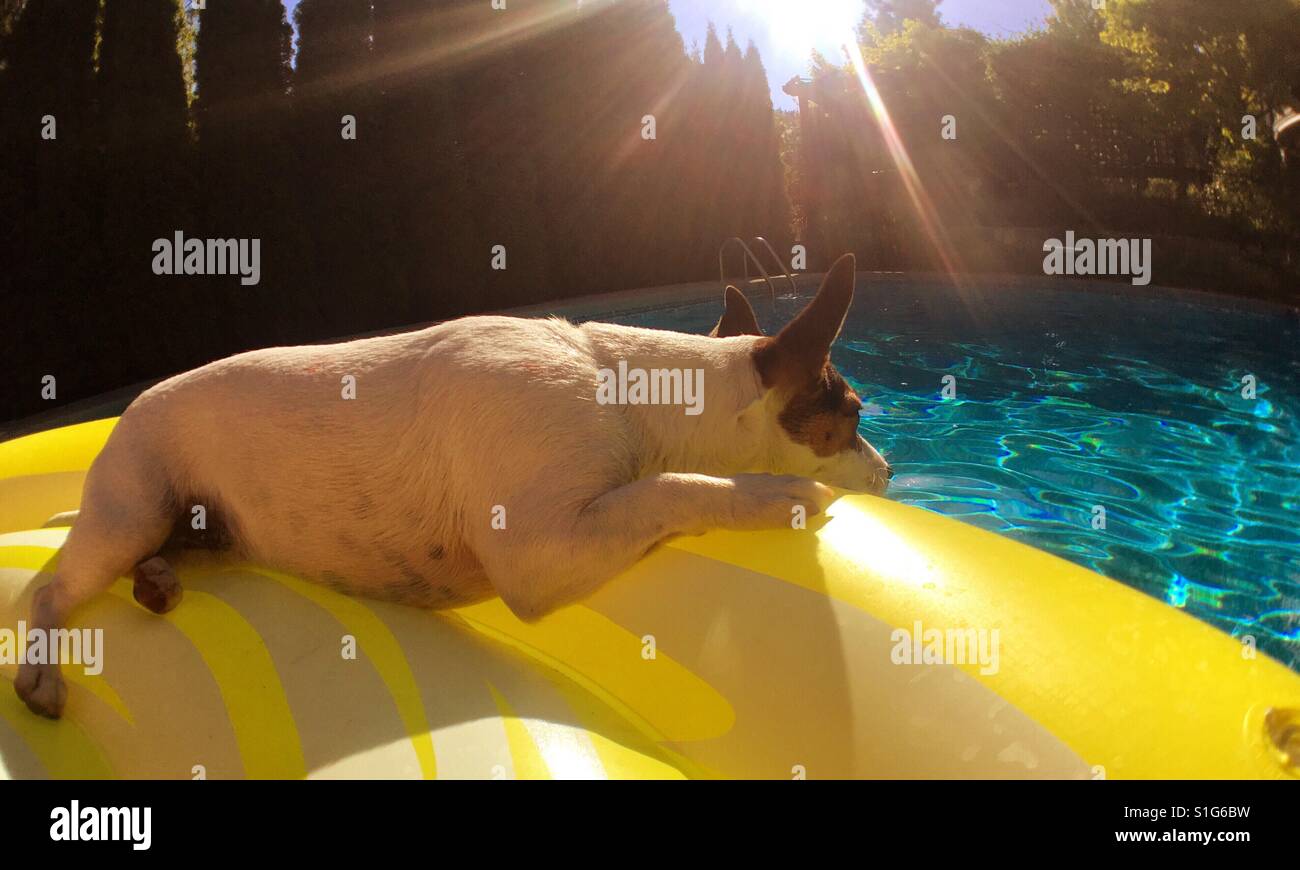 Hund auf einem gelben Pool Schwimmer an einem sonnigen Tag entspannen. Stockfoto