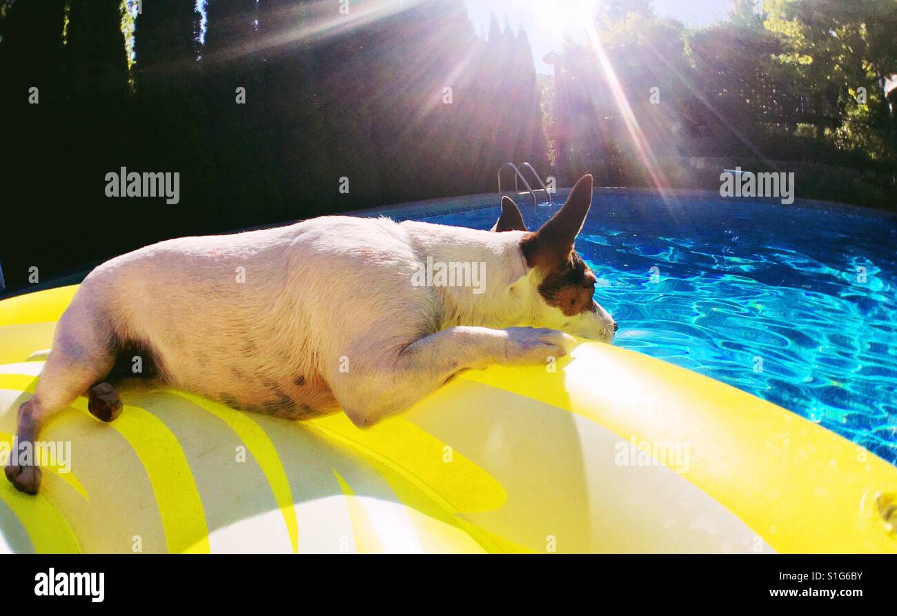 Jack Russell Terrier Hund liegend auf einem Pool Schwimmer an einem heißen sonnigen Tag entspannend. Stockfoto