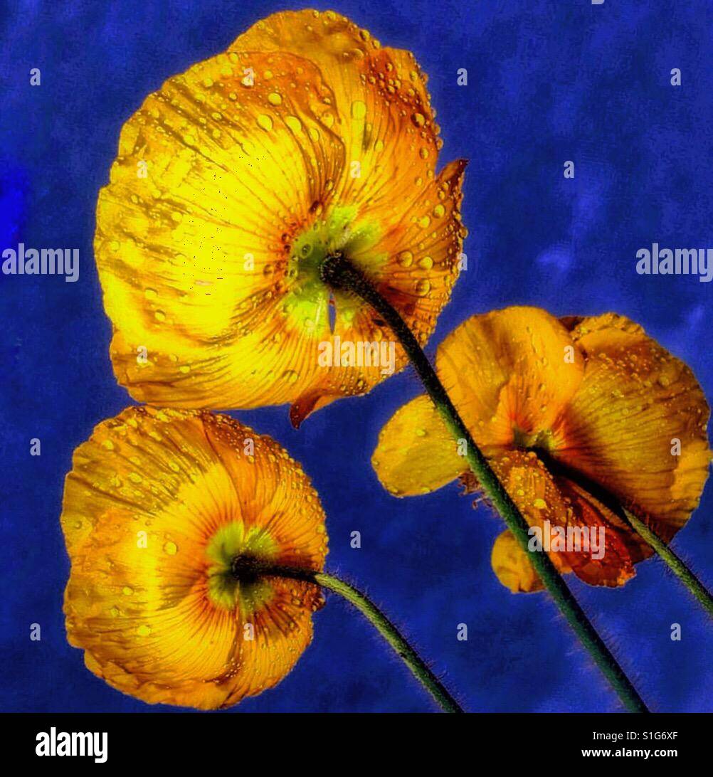 Gelber Mohn. Stockfoto