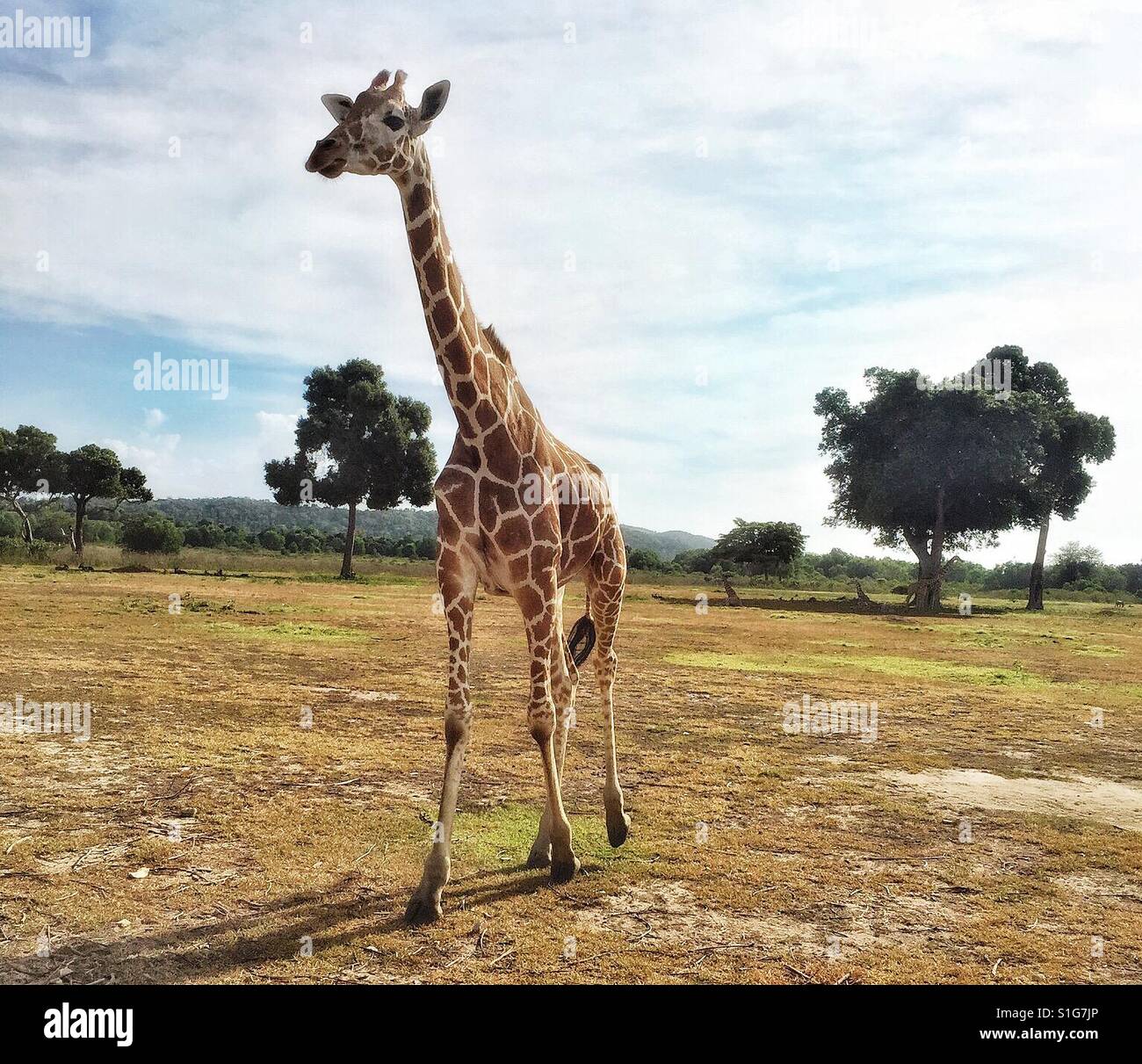 Fuß Giraffe Stockfoto