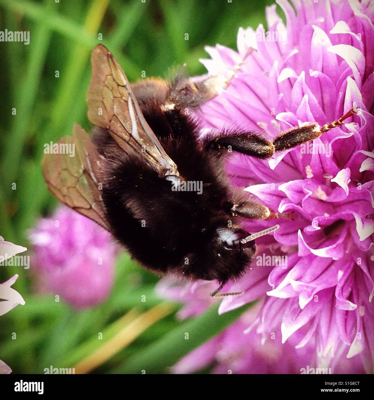Rotschwanz-Schwarze Biene (weiblich) - Smartphone-aufgenommenes Stockfoto