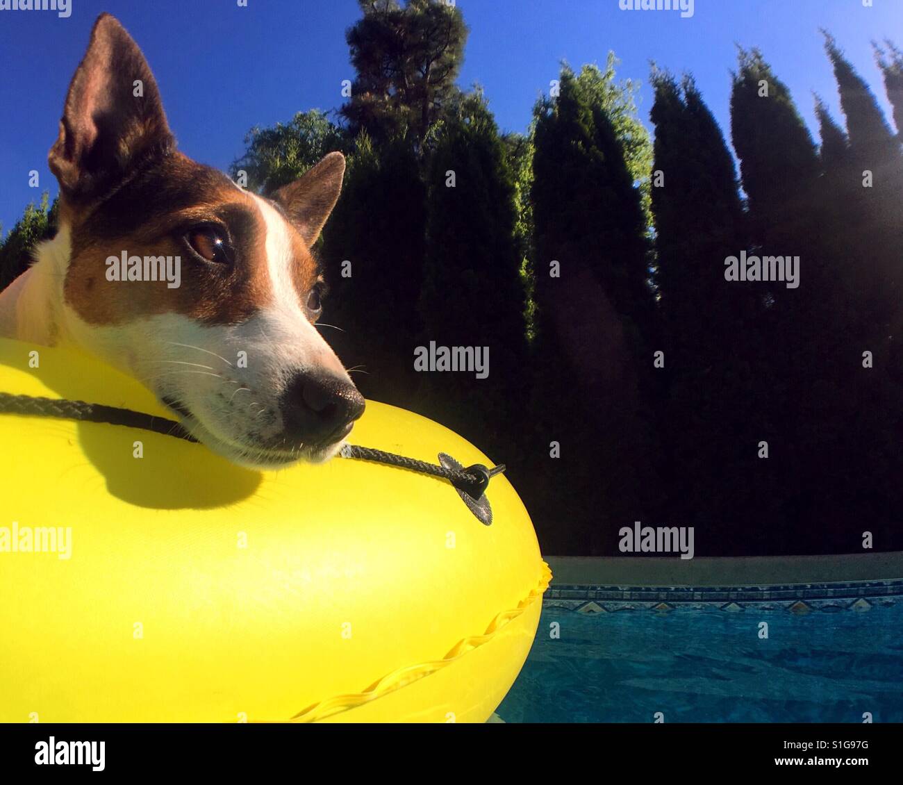 Hund auf einem gelben Pool Schwimmer an einem heißen sonnigen Tag. Stockfoto