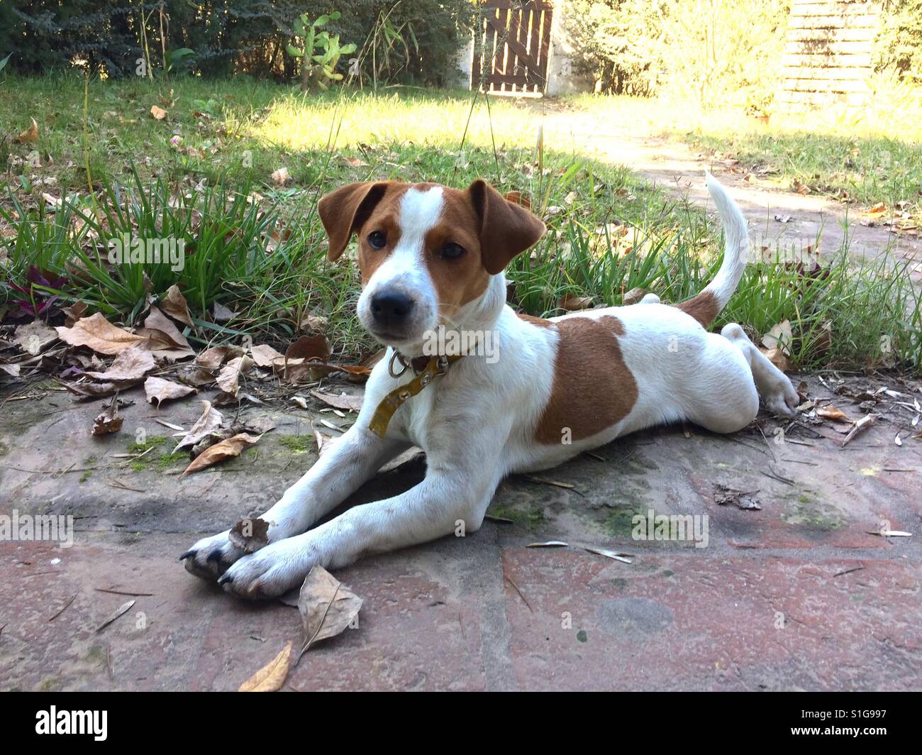 Jack Russell Terrier posiert Stockfoto