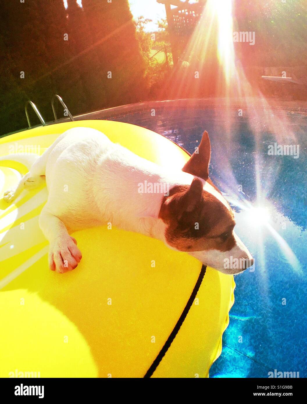 Jack Russell Terrier Hund auf einem gelben Pool Schwimmer an einem heißen sonnigen Tag entspannen. Stockfoto