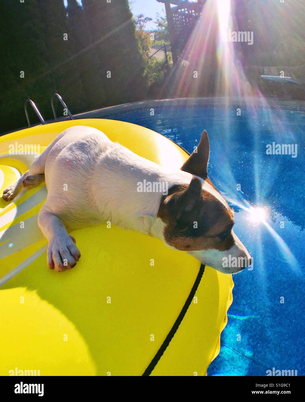 Jack Russell Terrier Hund entspannen Sie sich auf einen Pool Schwimmer an einem heißen sonnigen Tag. Stockfoto