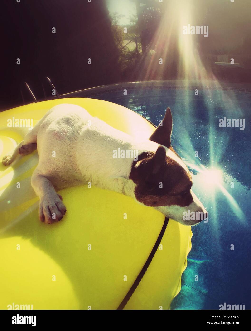 Hund auf einem gelben Pool Schwimmer in einem Schwimmbad an einem heißen sonnigen Tag entspannen. Stockfoto