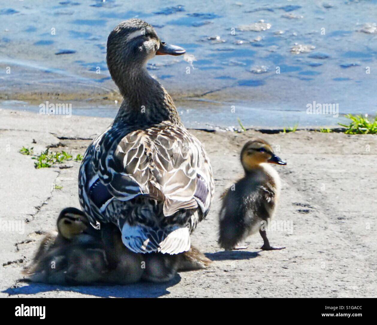 Mutter Ente! - Smartphone-aufgenommenes Stockfoto