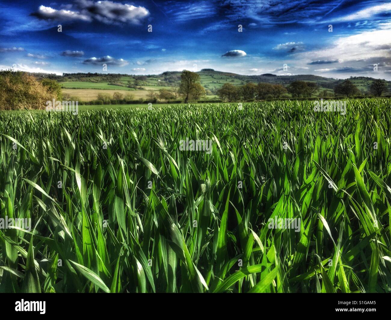 Nahaufnahme des Feldes auf dem Lande - Smartphone-aufgenommenes Stockfoto