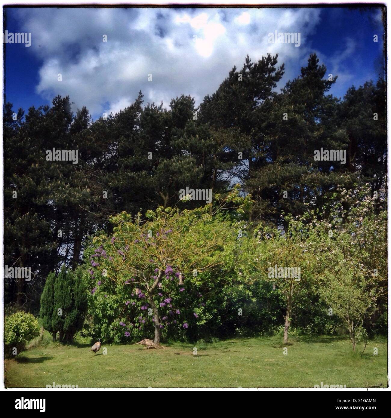 Vögel im Garten, North Yorkshire, UK. Stockfoto