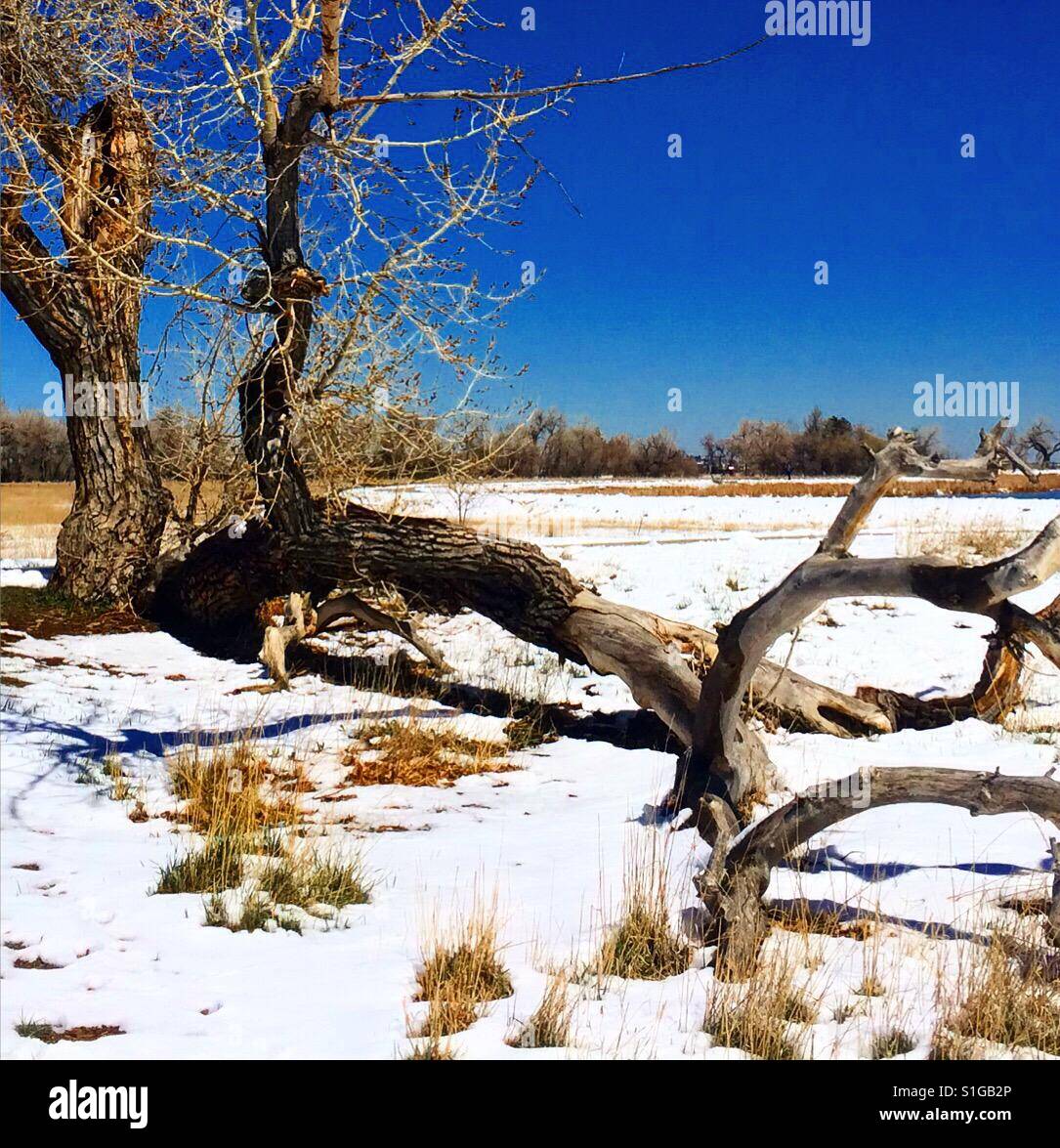 Verschneiten Wintertag und Log-Landschaft Stockfoto