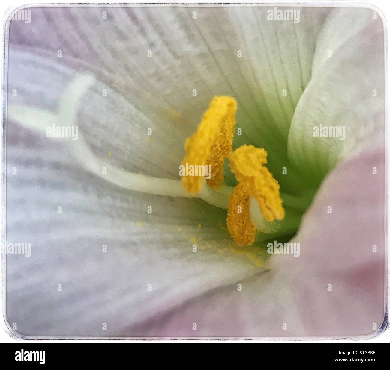 Blume-Zentrum-Makro mit Staubblätter und Pollen Detail, Regen-Lilie, Zephyranthes candida Stockfoto