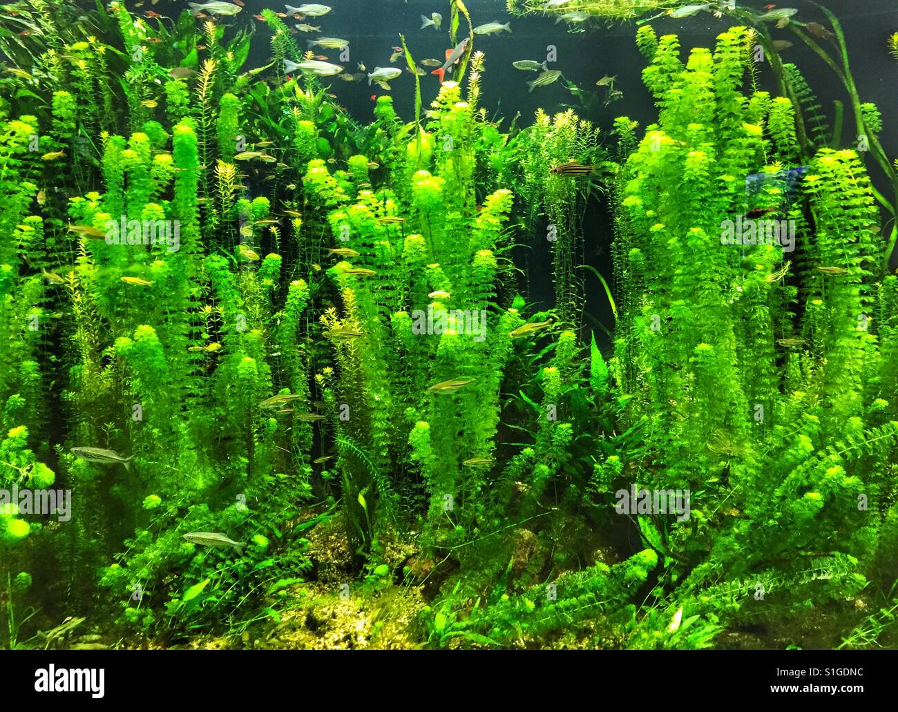 Grüne Pflanzen im Aquarium Stockfoto