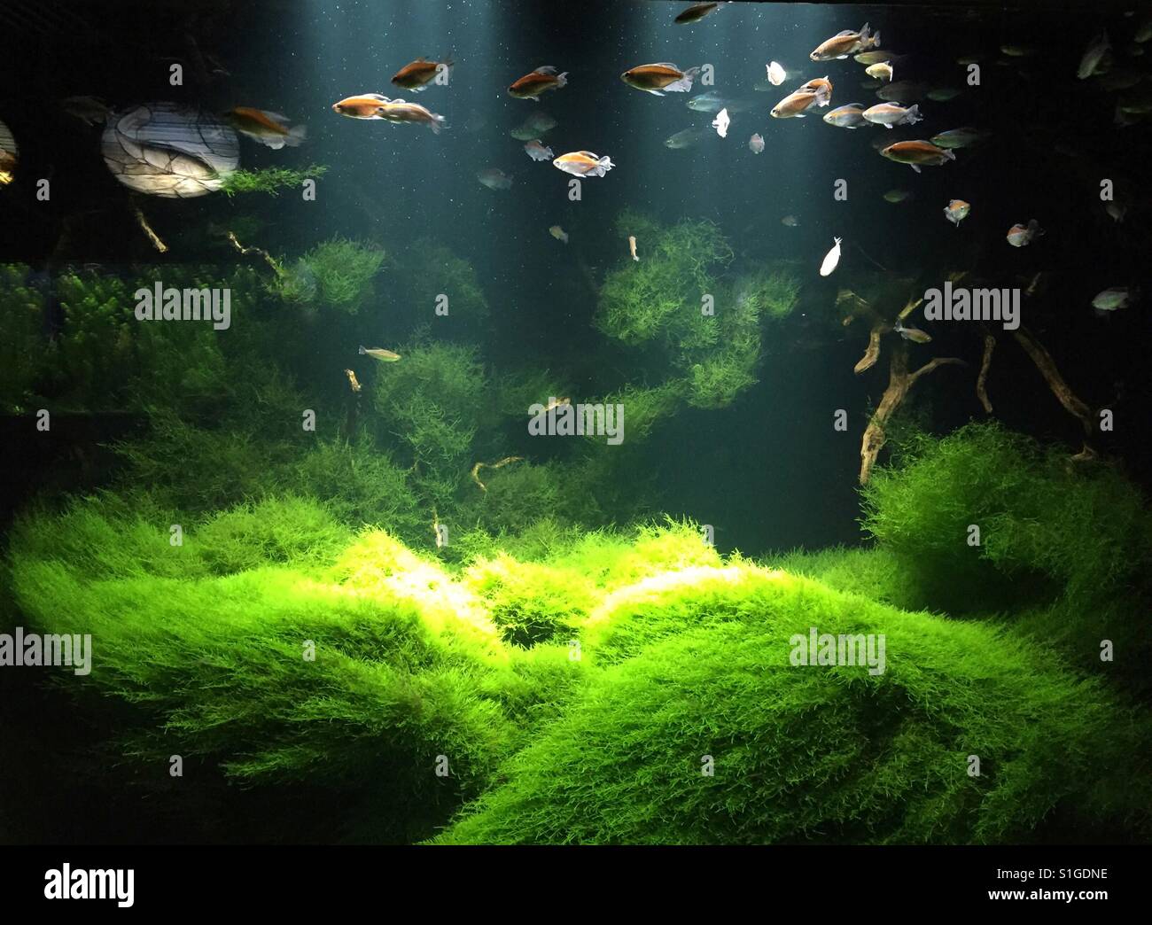 Schönes Licht im Aquarium Stockfoto