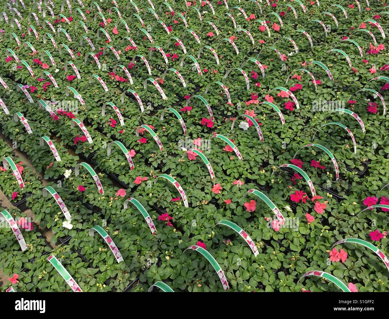 Reihen von Blume Pflanzen - Smartphone-aufgenommenes Stockfoto
