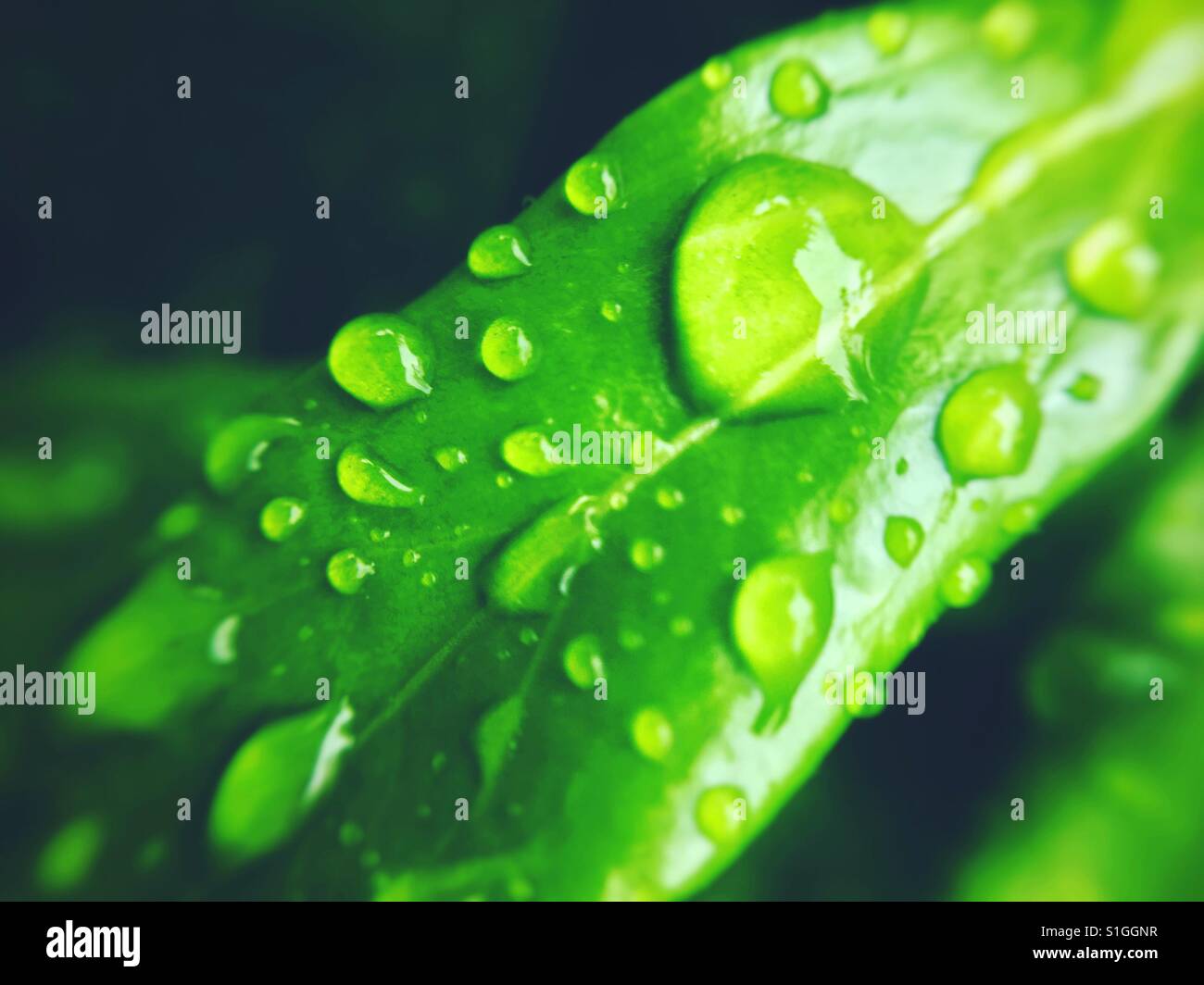 Regenwasser sammeln auf eine Nahaufnahme von einem grünen Blatt. Stockfoto