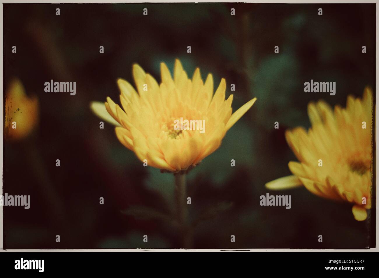 Chrysantheme Blume Pflanze. - Smartphone-aufgenommenes Stockfoto